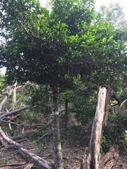 Huberantha nitidissima