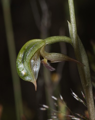 Pterostylis aciculiformis