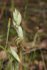 Pterostylis aciculiformis