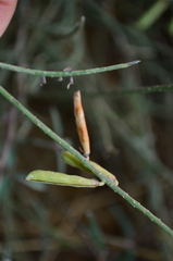 Indigofera psoraloides