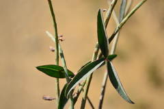 Indigofera psoraloides