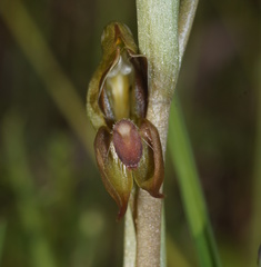 Pterostylis aciculiformis