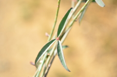 Indigofera psoraloides