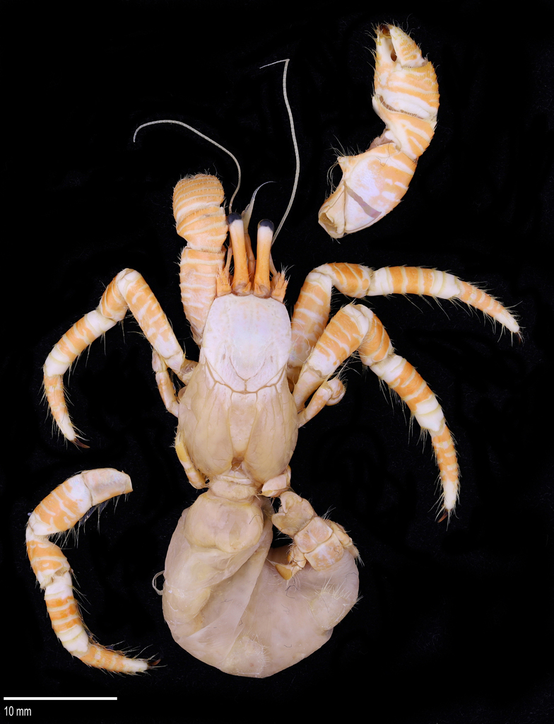 Ciliopagurus pacificus
