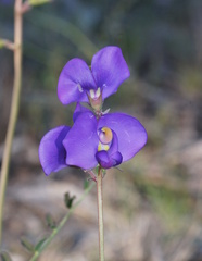 Swainsona procumbens