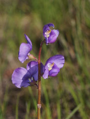 Swainsona procumbens