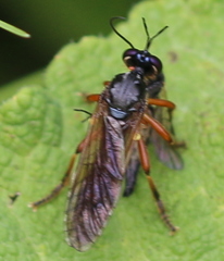 Dioctria cothurnata