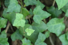 Hedera helix