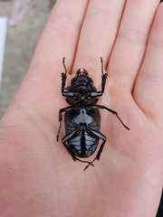 Prosopocoilus