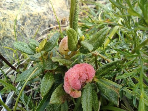 Rhododendron adamsii, photograph 2