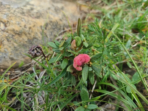 Rhododendron adamsii