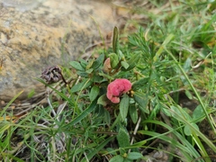 Rhododendron adamsii