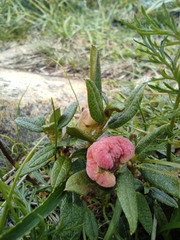 Rhododendron adamsii, photograph Valentin Kosterin, CC BY, iNaturalist via GBIF