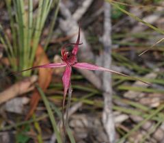 Caladenia formosa