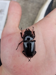 Prosopocoilus