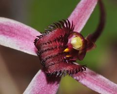Caladenia formosa