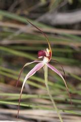 Caladenia formosa
