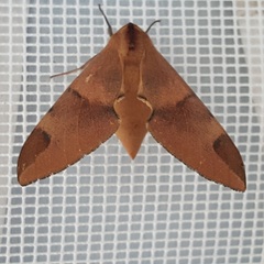 Smerinthinae