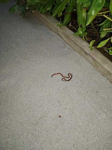 Nayarit Coralsnake