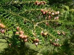 Abies koreana