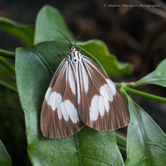 Nyctemera tripunctaria