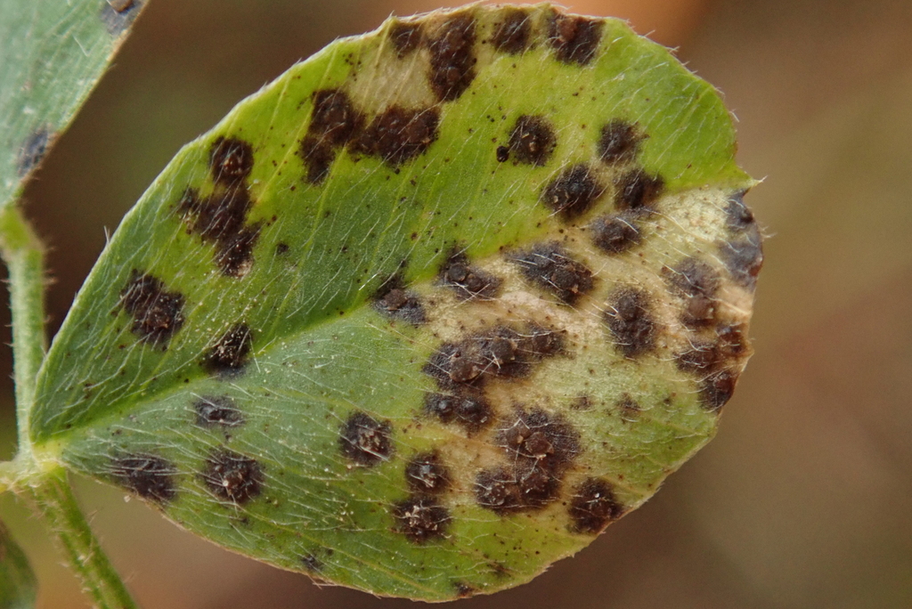 Pseudopeziza