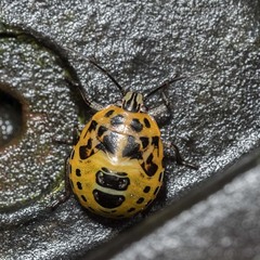 Antestiopsis anchora