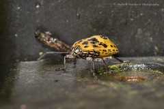 Antestiopsis anchora