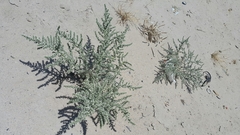 Cornulaca aucheri