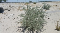 Cornulaca aucheri