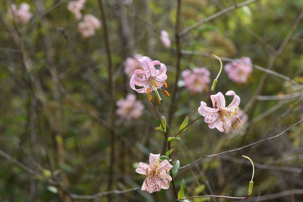 Lilium wardii