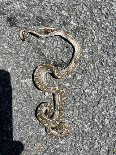 Coastal Carpet Python sighting