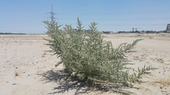 Cornulaca aucheri