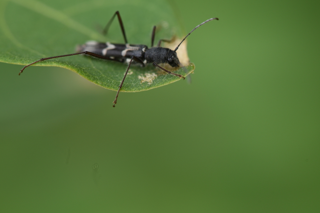 Ischnodora