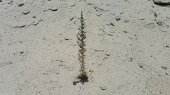 Cornulaca aucheri