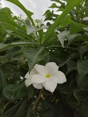 Plumeria pudica