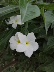Plumeria pudica