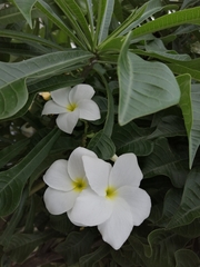 Plumeria pudica
