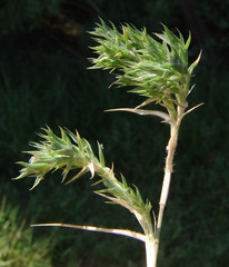 Sporobolus minuartioides