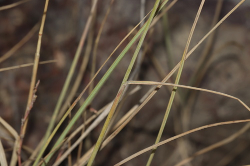 Image of Elymus albicans by (c) Dustin Snider, some rights reserved (CC BY)