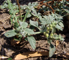 Heliotropium supinum