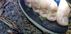 Hyla