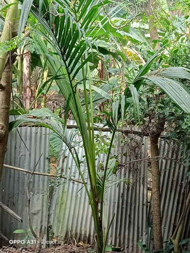 coconut palm
