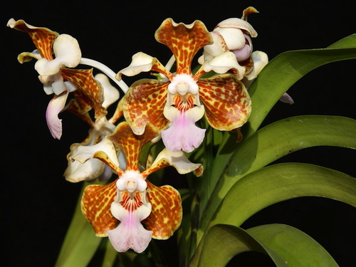 Vanda tricolor