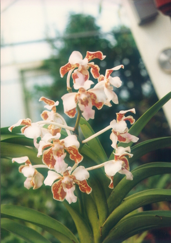 Vanda tricolor