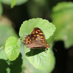 Pararge aegeria