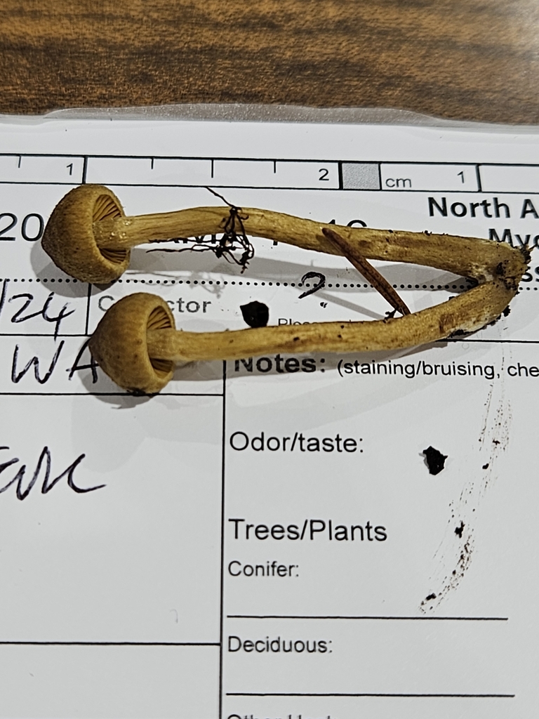Cortinarius sp. 'tubarius-WA01'