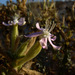 Silene succulenta - Photo (c) Ron Frumkin, alguns direitos reservados (CC BY-NC), uploaded by Ron Frumkin