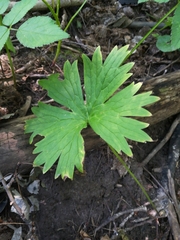 Aconitum lasiostomum