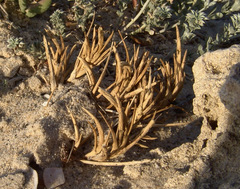 Parapholis marginata